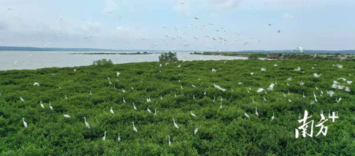 南方日報(bào)頭版聚焦 湛江成功開發(fā)我國首個(gè)藍(lán)碳交易項(xiàng)目，彰顯生態(tài)與經(jīng)濟(jì)協(xié)同發(fā)展新路徑